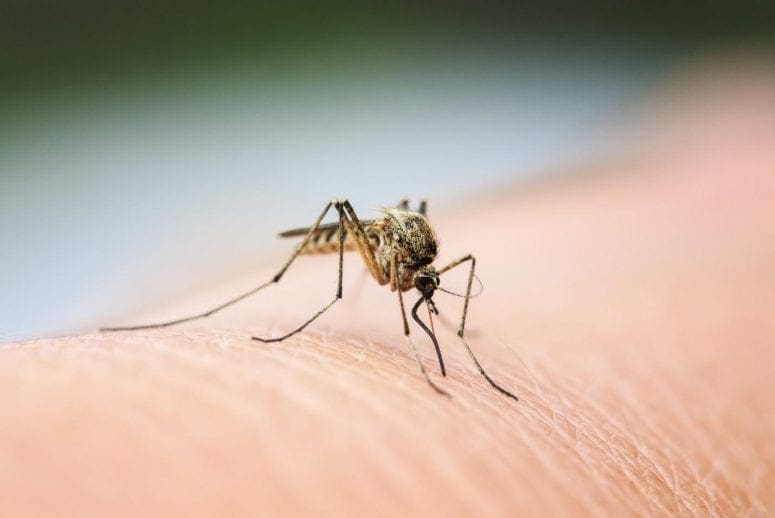 Stop the Biting! 7 Ways to Kill Mosquitoes in Your Home