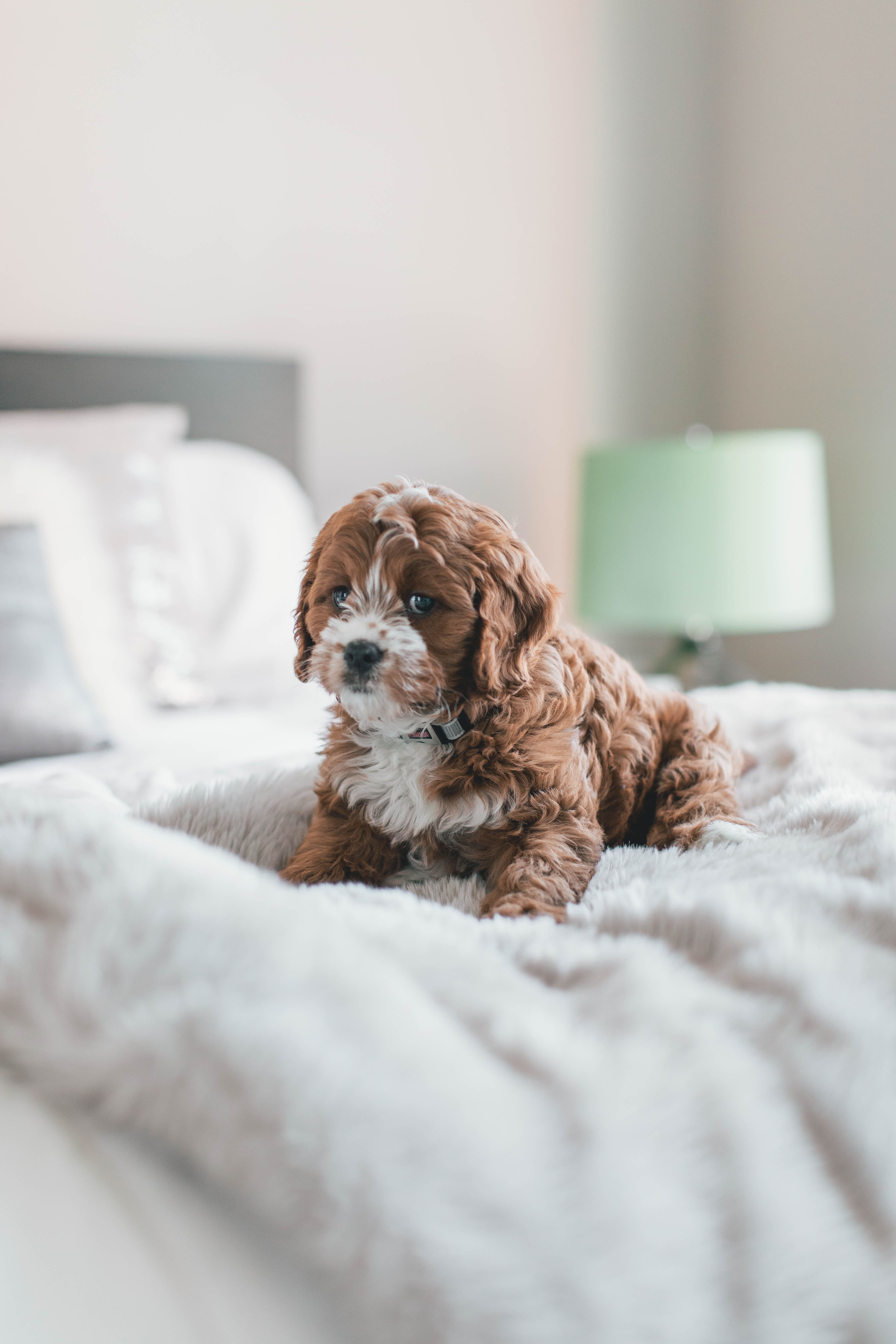 3 Ways That CBD Oil Benefits Pets from North Carolina Lifestyle Blogger Adventures of Frugal Mom