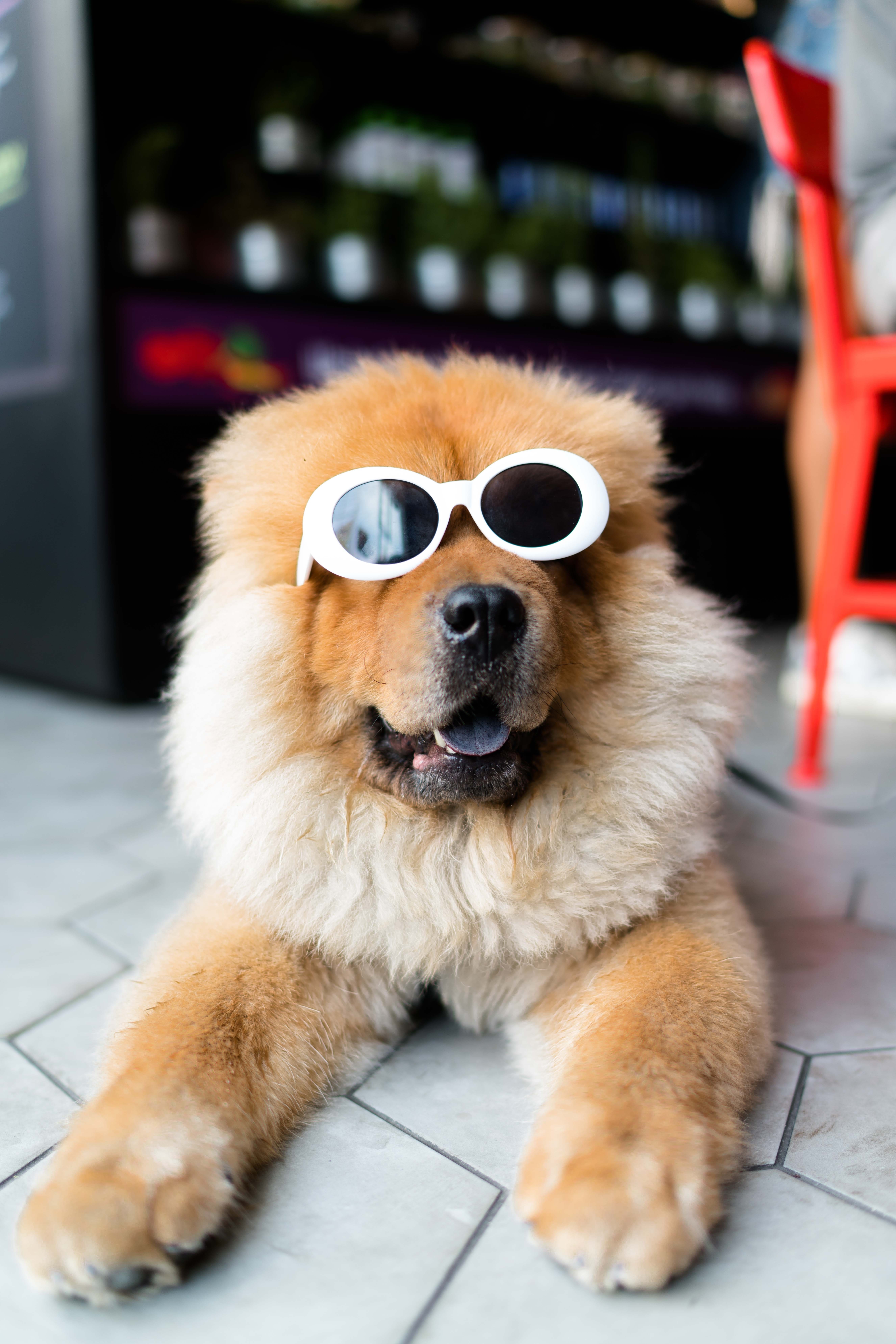 4 Tips to Make a Living at Dog Grooming from North Carolina Lifestyle Blogger Adventures of Frugal Mom