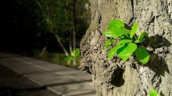 Pruning Hacks to Transform Your Garden’s Aesthetic Value from North Carolina Lifestyle Blogger Adventures of Frugal Mom