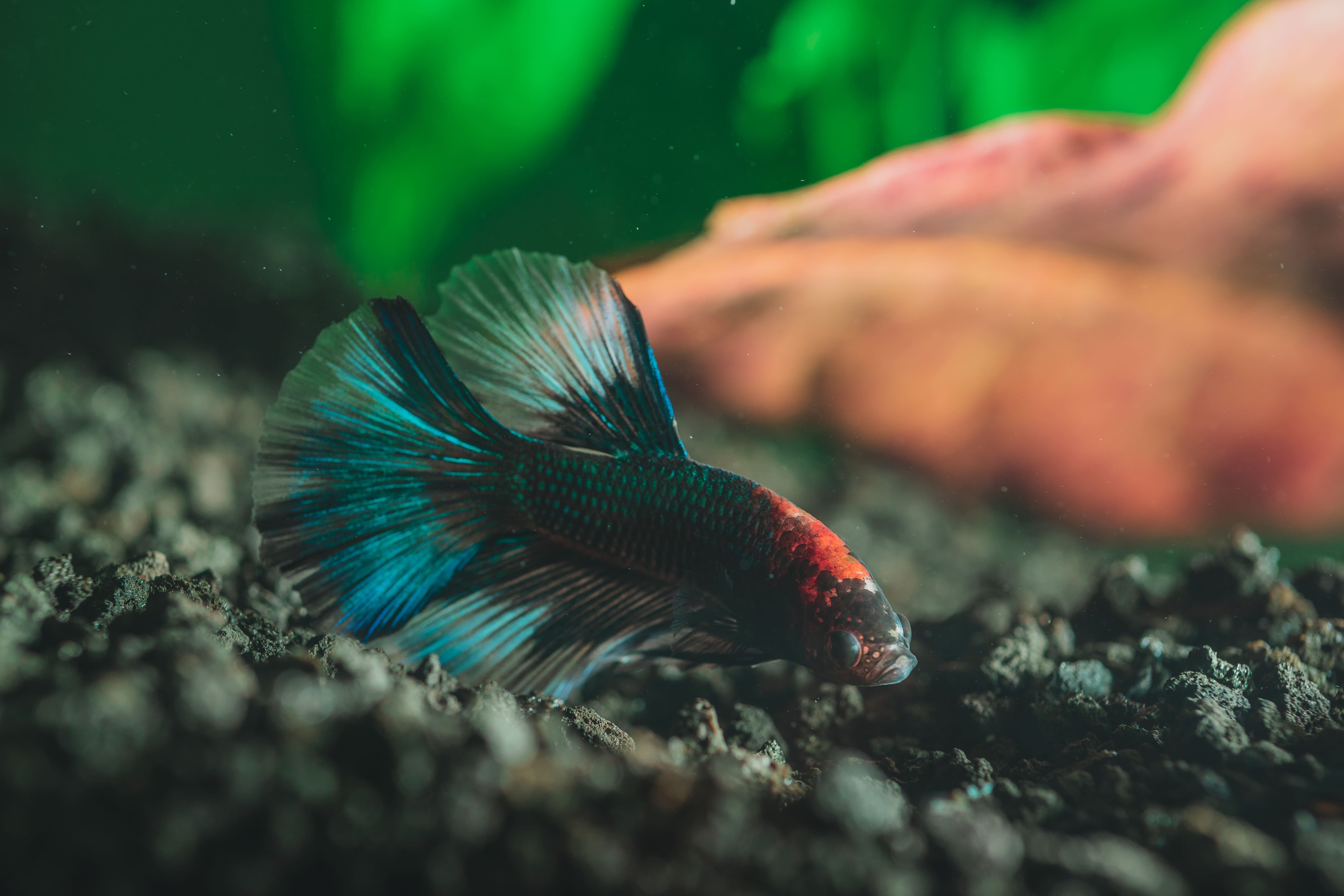 The Most Colorful Pet Fish for Beginners from North Carolina Lifestyle Blogger Adventures of Frugal Mom