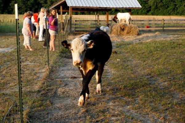 Girl's Night Out on the Farm from North Carolina Lifestyle Blogger Adventures of Frugal Mom 