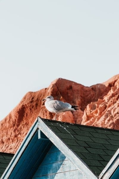 Protect Your Roof 5 Essential Roof Maintenance Tips for a Long-Lasting Roof from North Carolina Lifestyle Blogger Adventures of Frugal Mom
