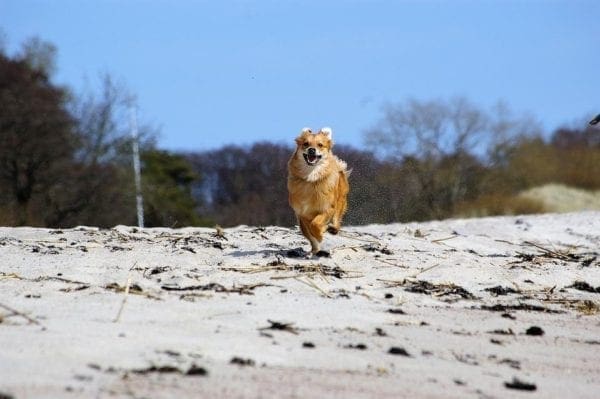 4 Safety Tips for Taking Your Dog to the Beach from North Carolina Lifestyle Blogger Adventures of Frugal Mom