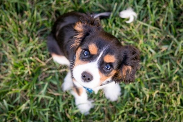 5 Easy Ways to Prepare for Your New Cavalier Puppy from North Carolina Lifestyle Blogger Adventures of Frugal Mom