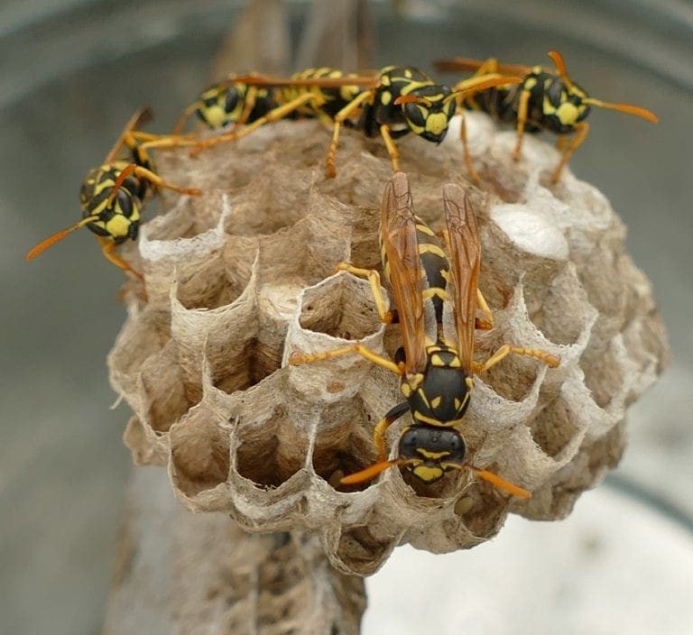 Benefits of Opting for a Professional Wasp Nest Removal Company