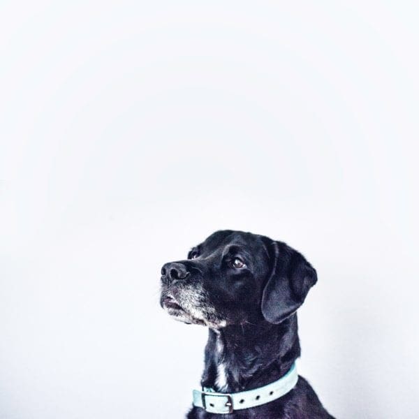 How to Look After an Older Dog from North Carolina Lifestyle Blogger Adventures of Frugal Mom