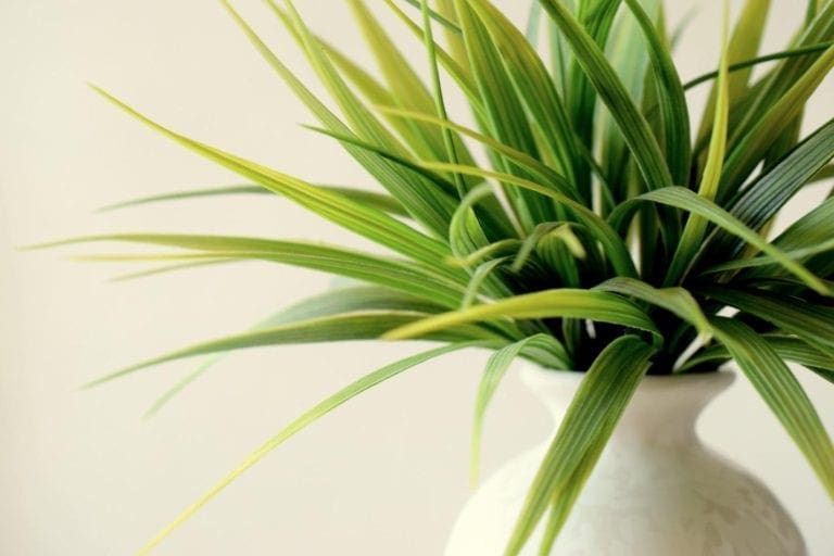 7 Amazing Benefits of Indoor Plants: Number 5 May Surprise You!