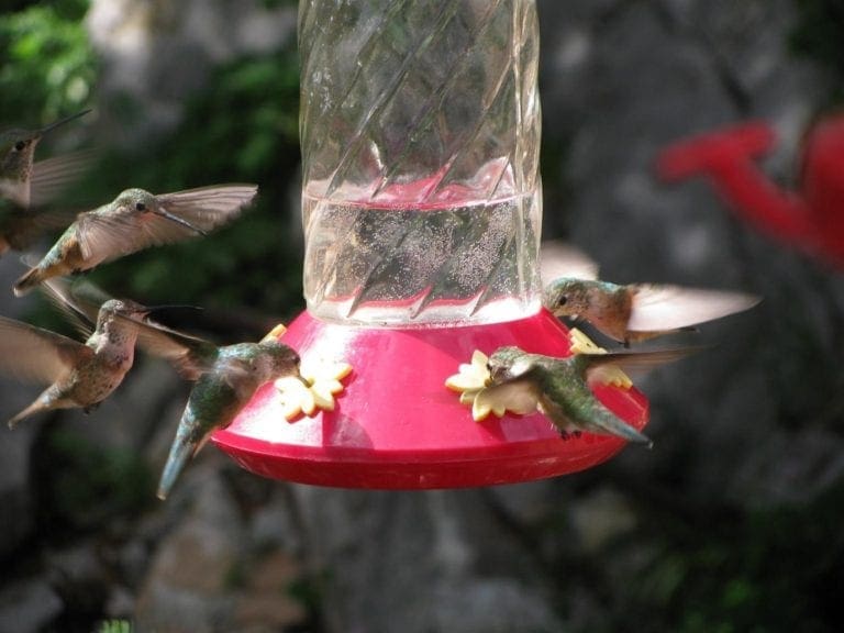 Picking The Top Hummingbird Feeders For Your Needs