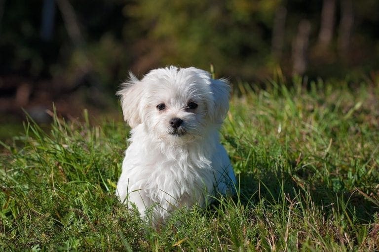 Could A Pet Dog Transform Your Life Here’s How from North Carolina Lifestyle Blogger Adventures of Frugal Mom