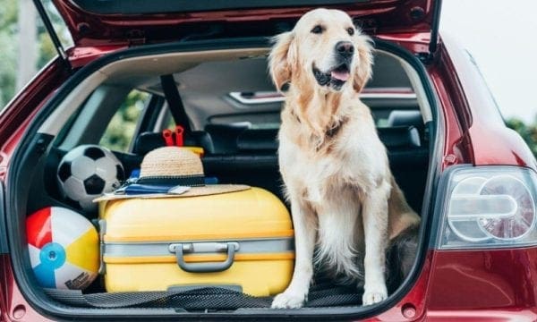 Helpful Tips for Traveling with Your Pet from North Carolina Lifestyle blogger Adventures of Frugal Mom