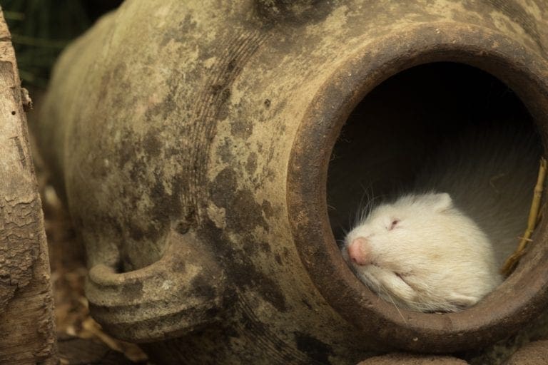 3 Ways to Keep Rats Away this Winter from North Carolina Lifestyle Blogger Adventures of Frugal Mom