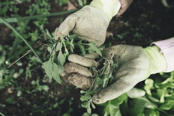 5 Gardening Tools to Start Your First Garden from North Carolina Lifestyle Blogger Adventures of Frugal Mom