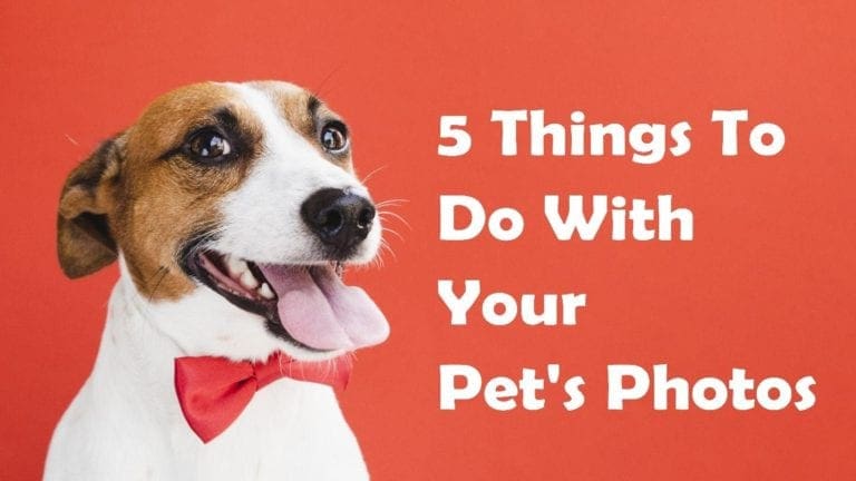 5 Things to Do With Your Pet’s Photo