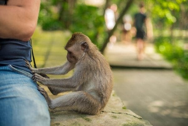 6 Great Experiences in Bali Your Kids Don’t Want To Miss from North Carolina Travel Blogger Adventures of Frugal Mom