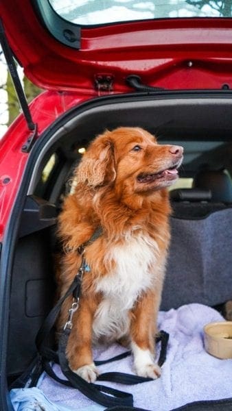 7 tips for taking a road trip with your dog from North Carolina Lifestyle Blogger Adventures of Frugal Mom