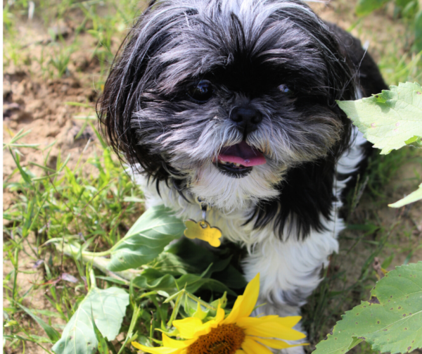 5 Ways To Save Money As A Dog Owner from North Carolina Lifestyle Blogger Adventures of Frugal Mom 