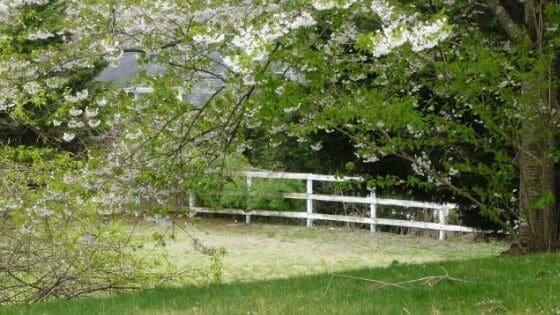 Best Grass in Your Backyard for an Active Home from North Carolina Lifestyle Blogger Adventures of Frugal Mom