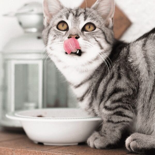  Foods You Shouldn’t Feed To Your Cat from North Carolina Lifestyle Blogger Adventures of Frugal Mom 