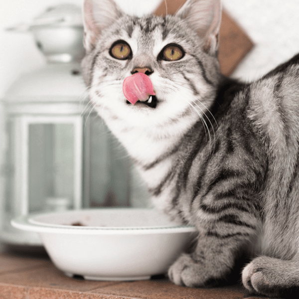  Foods You Shouldn’t Feed To Your Cat from North Carolina Lifestyle Blogger Adventures of Frugal Mom 