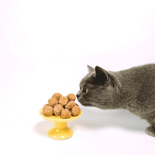 Foods You Shouldn’t Feed To Your Cat from North Carolina Lifestyle Blogger Adventures of Frugal Mom 