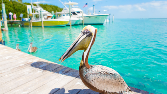 Family Vacation: 5 Can’t Miss-Destinations in Key West
