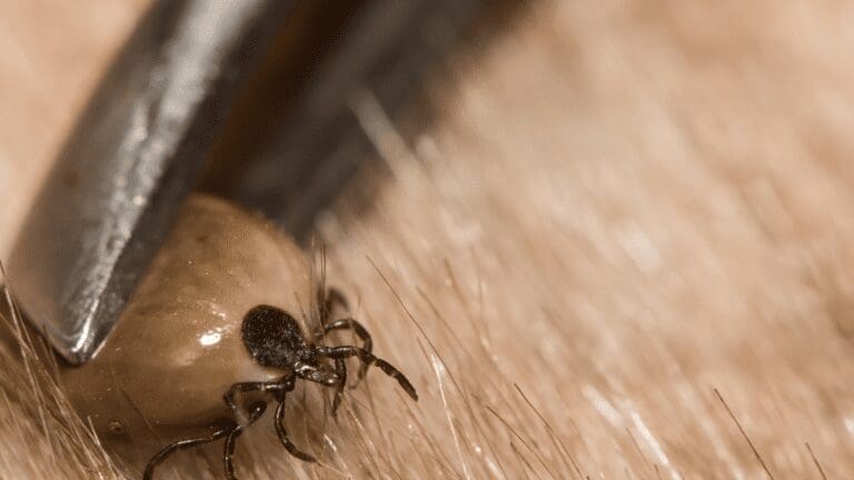 Tick Infestations_ Causes, Signs, and Prevention from North Carolina Lifestyle Blogger Adventures of Frugal Mom