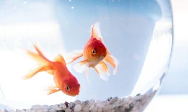 Tips for Caring for a Pet Fish from North Carolina Lifestyle Blogger Adventures of Frugal Mom
