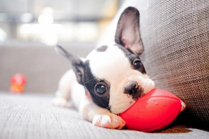 5 Things to Know Before Getting Your First Puppy