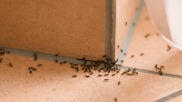 Most Cost-Effective Ways to Get Rid of Ants