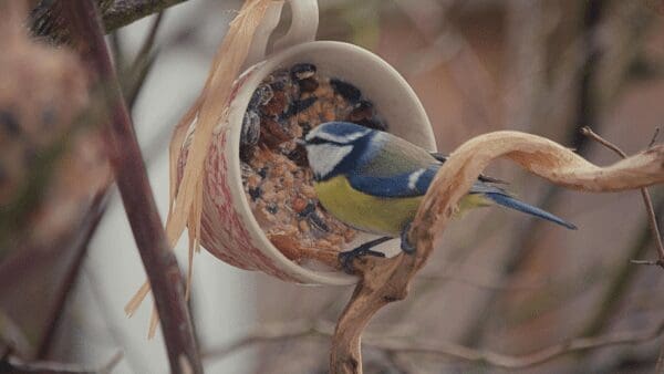 Wild Bird Food You Can Make at Home from North Carolina Lifestyle Blogger Adventures of Frugal Mom