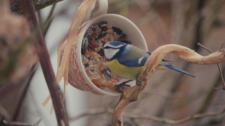 Wild Bird Food You Can Make at Home from North Carolina Lifestyle Blogger Adventures of Frugal Mom