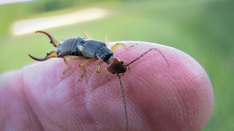 Are Earwigs Dangerous or Harmful to Humans from North Carolina Lifestyle Blogger Adventures of Frugal Mom