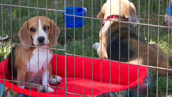 How To Choose a Dog Breed from North Carolina Lifestyle Blogger Adventures of Frugal Mom