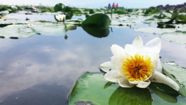 Small Space for a Garden A Tiny Pond Will Do the Job from North Carolina Lifestyle Blogger Adventures of Frugal Mom