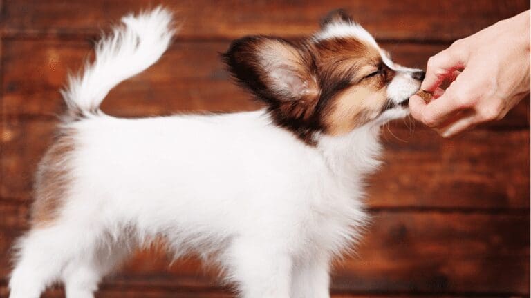 The Best Tree Nuts To Feed Your Dog from North Carolina Lifestyle Blogger Adventures of Frugal Mom