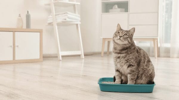 Will An Automatic Litter Box Save You Money from North Carolina Lifestyle Blogger Adventures of Frugal Mom