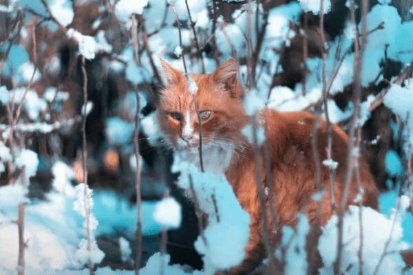 6 Tips to Take Care of Your Pet in Winter from NC Lifestyle Blogger Adventures of Frugal Mom