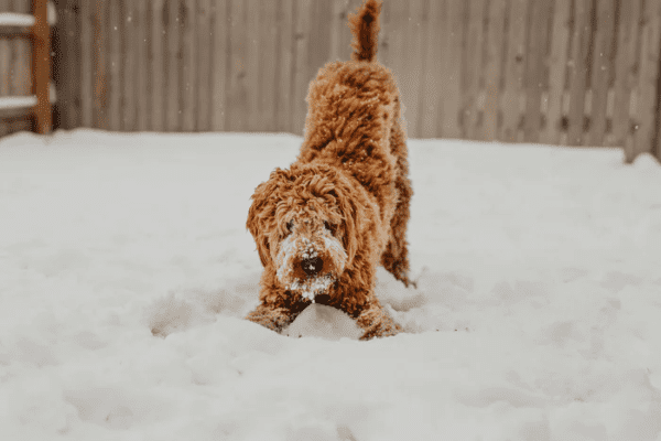 6 Tips to Take Care of Your Pet in Winter from NC Lifestyle Blogger Adventures of Frugal Mom