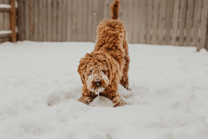 6 Tips to Take Care of Your Pet in Winter