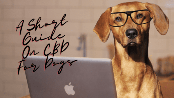 A Short Guide On CBD For Dogs from North Carolina Lifestyle Blogger Adventures of Frugal Mom