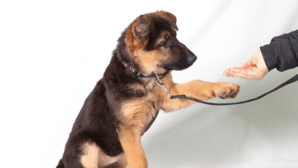 The Shared Benefits of Dog Agility Training from NC Lifestyle Blogger Adventures of Frugal Mom