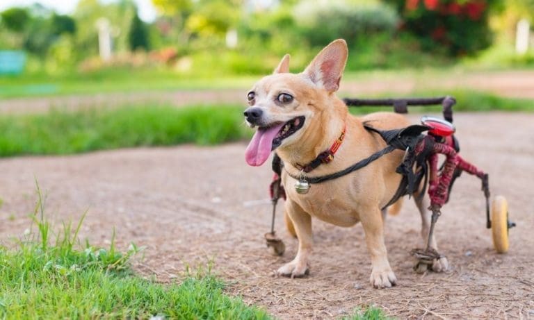 Tips for Socializing Pets With Mobility Issues