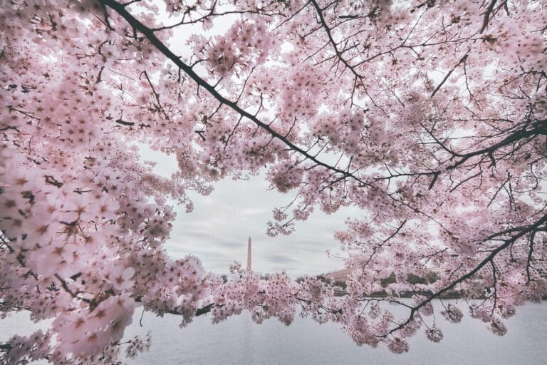 How and Where to Photograph Cherry Blossoms in Washington D.C.from North Carolina Lifestyle Blogger Adventures of Frugal Mom
