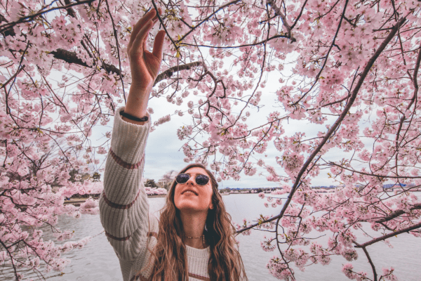 How and Where to Photograph Cherry Blossoms in Washington D.C.from North Carolina Lifestyle Blogger Adventures of Frugal Mom