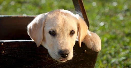 The best apps for pet owners in 2021