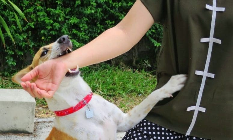 What To Do After a Dog Bite