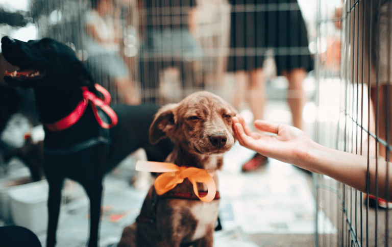 How To Make A Shelter Dog A Brand New Member Of Your Family