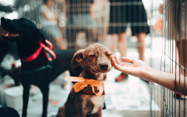 How To Make A Shelter Dog A Brand New Member Of Your Family from NC Lifestyle Blogger Adventures of Frugal Mom