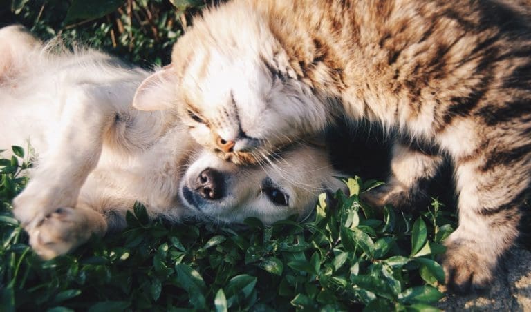 How to Make Your Home Pet Friendly from North Carolina Lifestyle Blogger Adventures of Frugal Mom